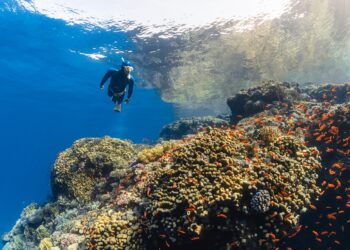 Una mini guía para bucear